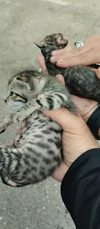 Operasyon Fotoğrafı